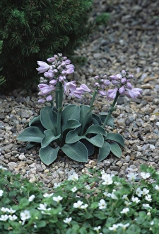 Perennial Garden Plants Drucke: Hosta (Hosta Blue Mouse Ears )