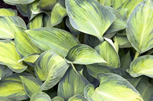Hosta Leaves Drucke: Hosta June