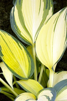 Botanical Beauty In Nature Drucke: Hosta Remember Me