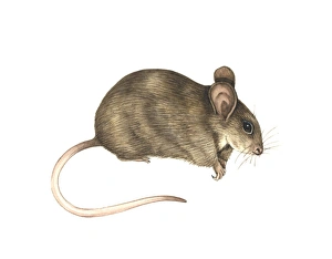 House Mouse Drucke: House mouse, artwork
