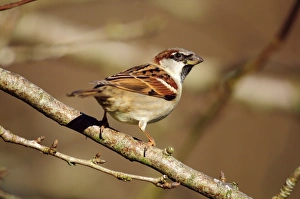 Urban Wildlife UK Drucke: House sparrow