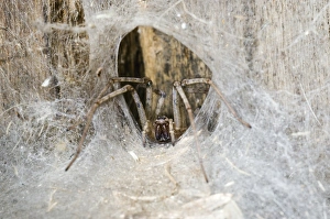 Tegenaria Domestica Drucke: House spider