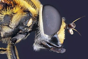 Compound Eye Structure Drucke: Housefly head