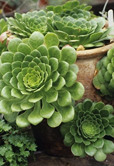 Aeonium Arboreum Drucke: Houseleek