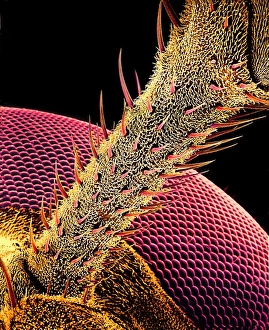 Compound Eye Anatomy Drucke: Hover fly antenna, SEM