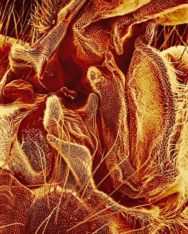 Insect Scanning Electron Microscopy Drucke: Hover fly body surface, SEM