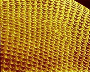 Compound Eye Anatomy Drucke: Hover fly compound eye, SEM