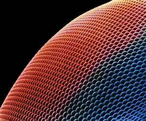 Compound Eye Structure Drucke: Hover fly eye, SEM