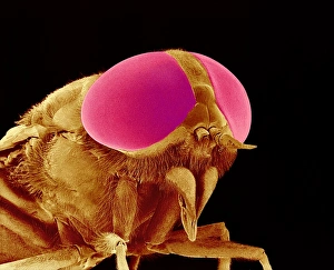 Compound Eye Anatomy Drucke: Hover fly head, SEM