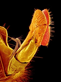 Insect Mouthparts SEM Drucke: Hover fly proboscis, SEM