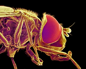 Compound Eye Structure Drucke: Hover fly, SEM