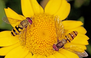 Episyrphus Balteatus Drucke: Hoverflies