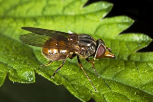 Gerahmter Druck : Hoverfly. Fliege, die sich in der Luft bewegt (Rhingia campestris), auf einer Blätter Gerahmter Druck : Hoverfly. Fliege, die sich in der Luft bewegt (Rhingia campestris), auf einer Blätter