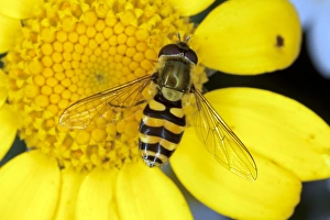 Hoverfly