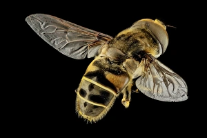 USGS Bee Lab Photos Drucke: Hoverfly C018 / 4692