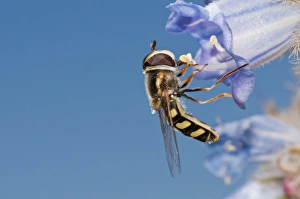 Hoverfly On Flower Drucke: Hoverfly feeding C016 / 4739