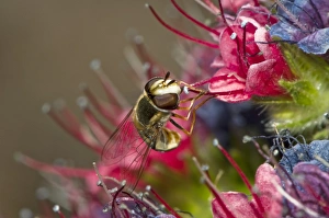 Canary Islands Nature Photos Drucke: Hoverfly feeding C016 / 4757