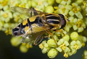 Helophilus Trivittatus Drucke: Hoverfly feeding on flowers
