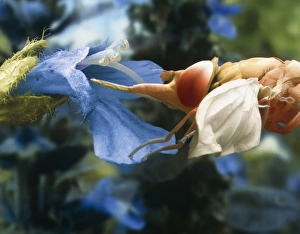 Bilder, datiert 1999: Fliegenfresser Fütterung, SEM