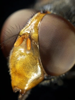 Compound Eyes Insect Drucke: Hoverfly head