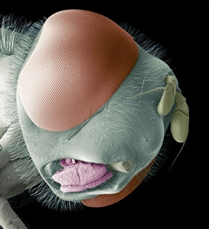 Insect Anatomy SEM Drucke: Hoverfly head, SEM
