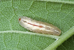Leaf Dwelling Insects Drucke: Hoverfly larva