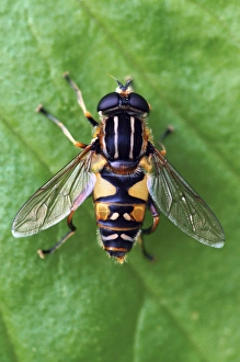 British Wildlife Photoshoots Drucke: Hoverfly on a leaf
