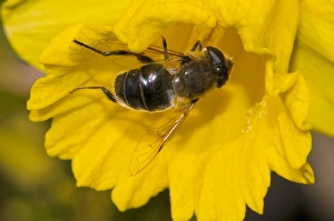 Insect Pollination Process Drucke: Hoverfly pollinating a daffodil C016 / 4697