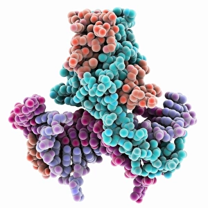 Molecular Model Of DNA Drucke: HU DNA binding protein molecule