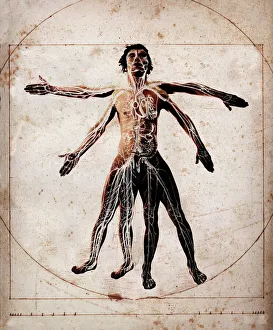 Menschliche Anatomie
