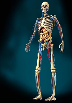 Menschliche Anatomie, Kunstwerk