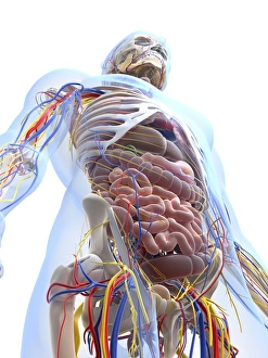 Menschliche Anatomie Kunstwerk