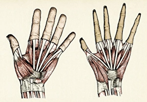 Drucke von Menschliche und Affenhandschläge. Historisches Kunstwerk der Hand eines Menschen (links) und einer Barbarenaffe (Macaca sylvanus, rechts) Bilder Datiert 2004 Juli: Mensch- und Affenhande