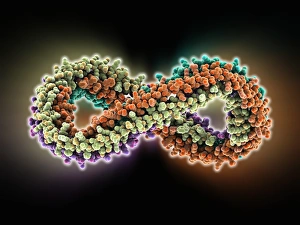 Menschliches Apoproteins-Apolsäuremolekül 1