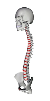Human Spine Anatomy Drucke: Human backbone, artwork