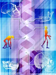 Menschlicher Körper Drucke: Menschliche Evolution