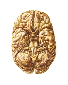 Human Brain Structure Drucke: Human brain, anatomical artwork