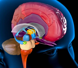 Human Brain Structure Drucke: Human brain, artwork