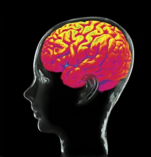 Central Nervous System Diagram Drucke: Human brain, composite artwork