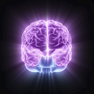 Human Brain Anatomy Drucke: Human brain, computer artwork
