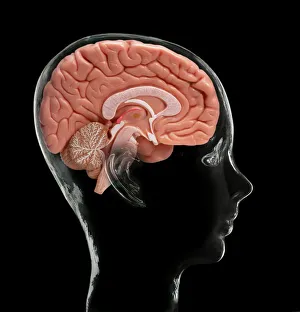 Cerebral Cortex Structure Drucke: Human brain, model