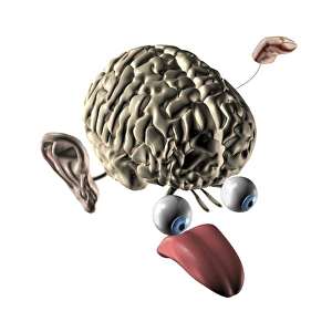 Human Brain Anatomy Drucke: Human brain and senses, artwork
