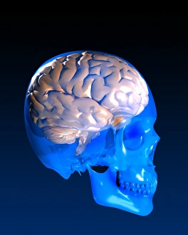 Computer Generated Brain Image Drucke: Human brain and skull, artwork