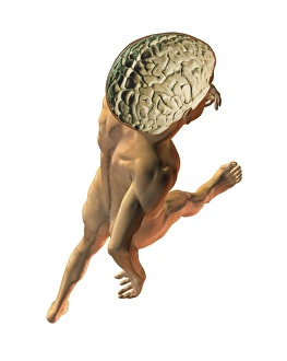 Drucke von Das Gehirn des Menschen auf einem Gehen-Mann. Kunstwerk mit dem Gehirn eines Mannes im Gangstand Bilder Datiert 2012 Oktober: Menschliches Gehirn auf dem Gehen des Mannes Kunstwerk