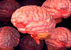 Cerebrum Structure Drucke: Human brains, computer artwork