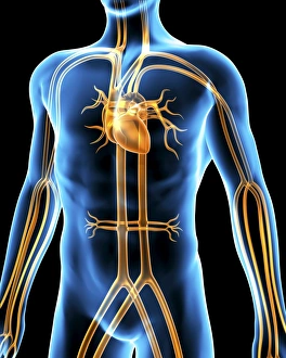 Blood Circulation System Drucke: Human cardiovascular system, artwork