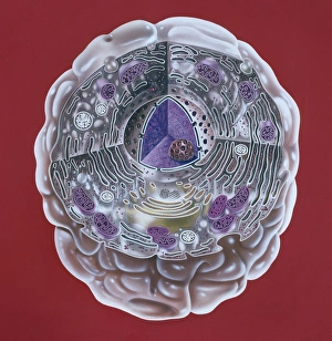 Bilder vom 4. Juli 2012: Menschenzelle, Kunstwerk C013 / 6522