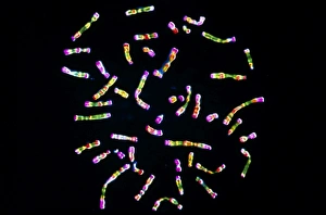 Deoxyribonucleic Acid Structure Drucke: Human chromosomes