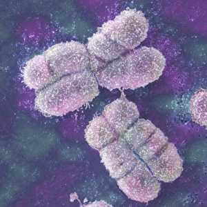 DNA Drucke: Menschliche Chromosomen, SEM