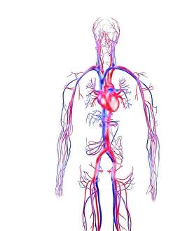 Drucke von Menschliches Kreislaufsystem, Computerkunstwerk. Venen (blau), tragen unsattigten Blut zum Herzen und bringen es dorthin. Ätherien (rot), tragen sättiges Blut vom Herzen um das Körper herum Bilder Datiert 2004 September: Menschliches Kreislaufsystem